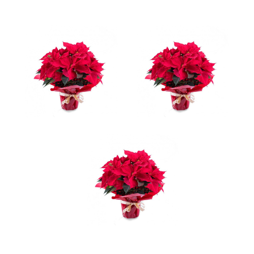 SET 3 POINSETTIA (FLOR DE PASCUA)