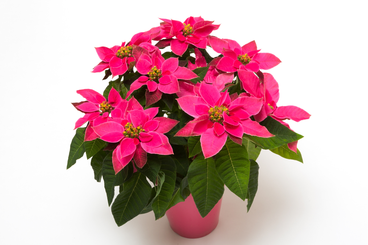 PRINCETTIA (FLOR DE PASCUA)