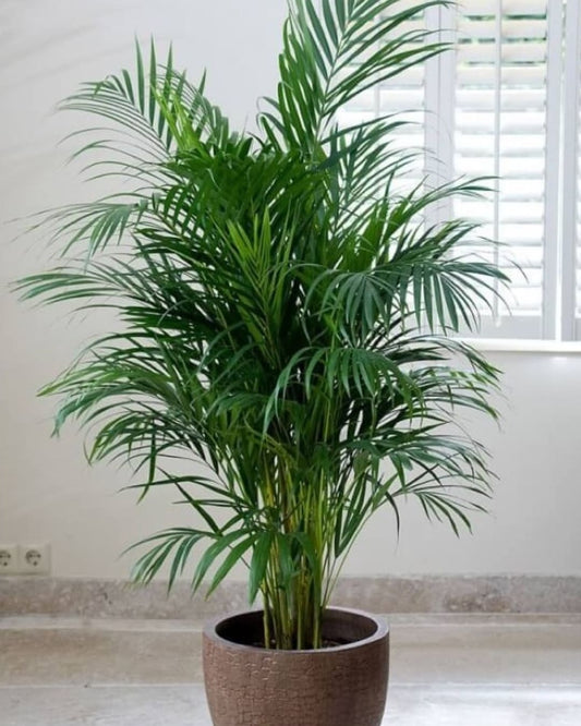 Palmera Kentia