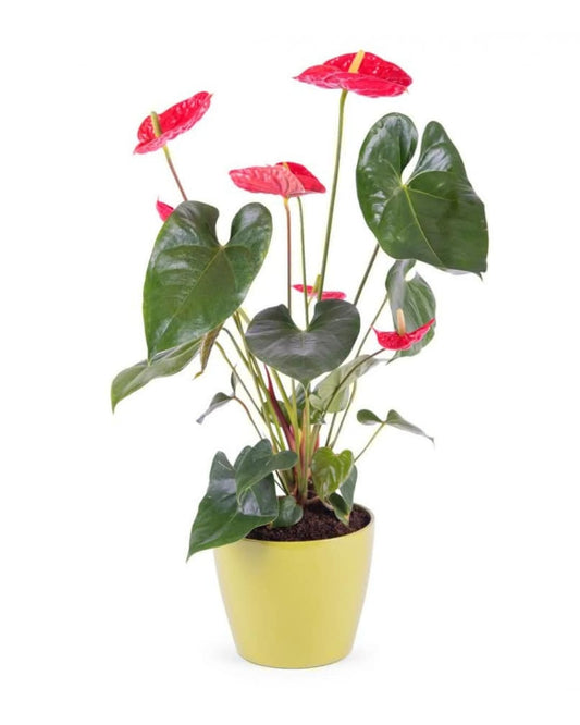 Anthurium