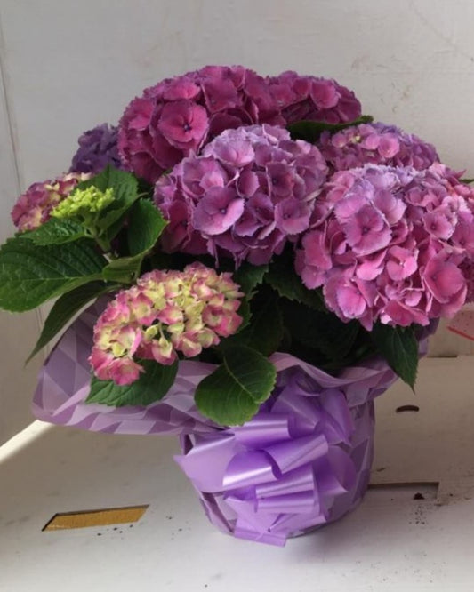 Hortensia Mix Color