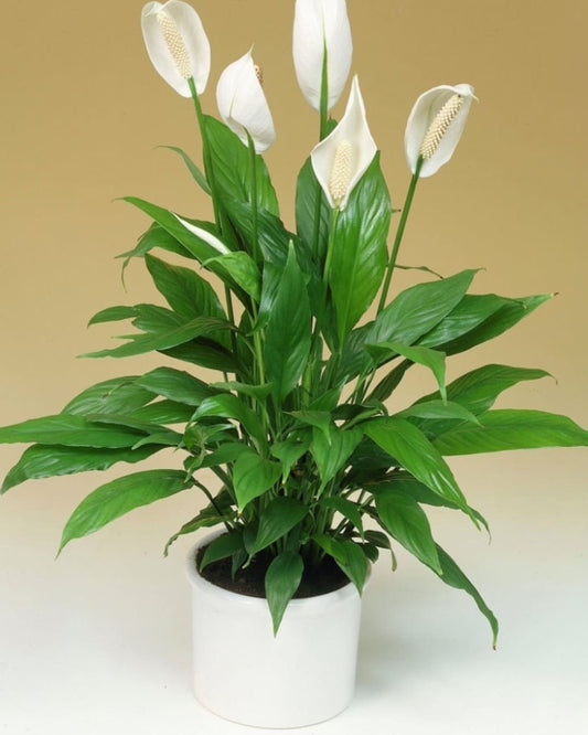 Spathiphyllum