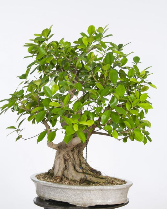 Bonsai Ficus Microcarpa