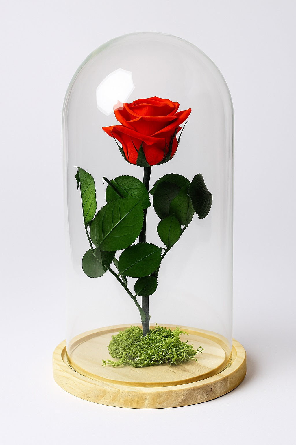 Cúpula de amor con rosa eterna (TAMAÑO GRANDE)