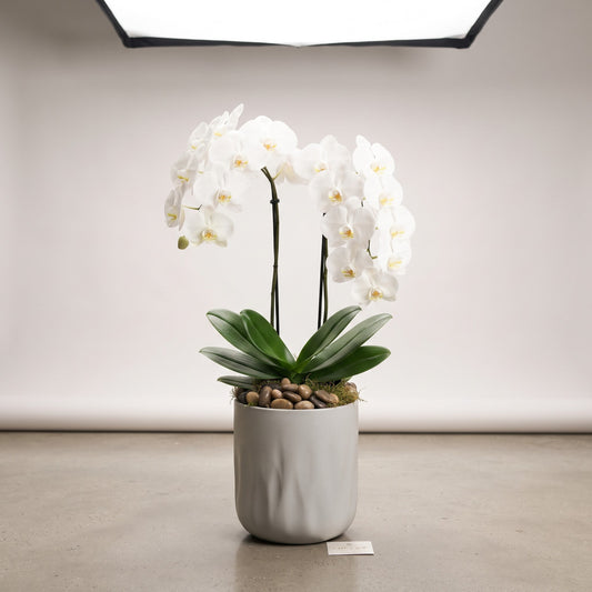 Orquídea Phalenopsis