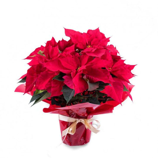 POINSETTIA (FLOR DE PASCUA)