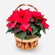 CESTA POINSETTIA (FLOR DE PASCUA)